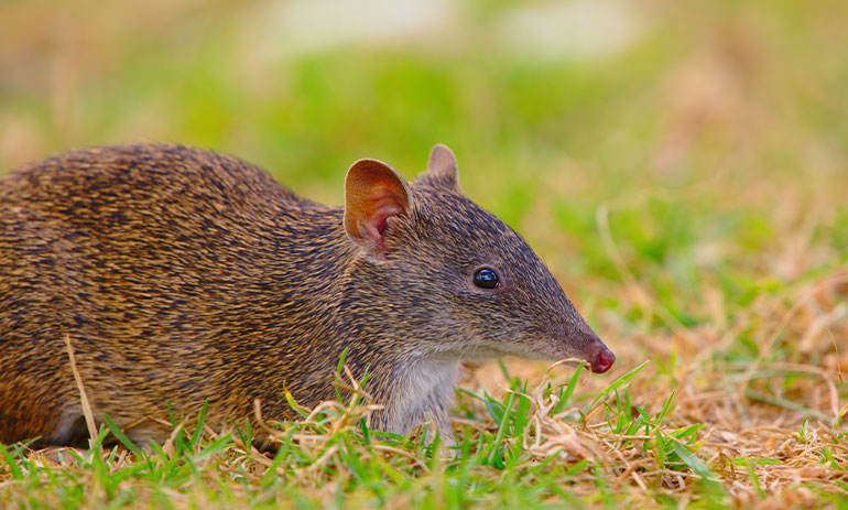 Bandicoot