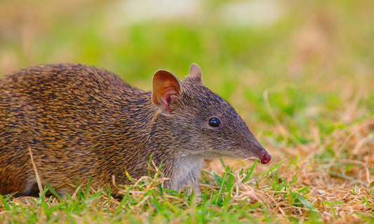 Bandicoot