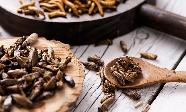 Dishes serving edible crickets and maggots.
