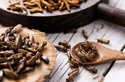 Making a beeline to edible bugs