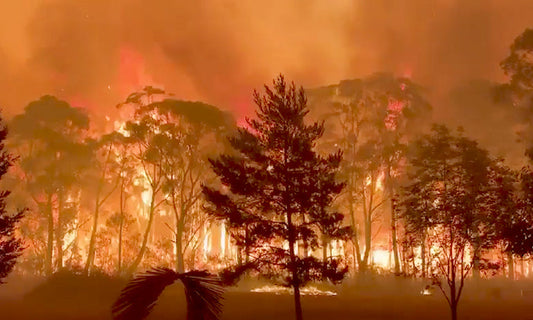 bushfire burning through trees|aerial view of the destruction caused by the bushfires|Uncle Nook talking in the bush|Sign with Scott Morrison's face on it with the words Liar liar our country's on fire, at a climate protest