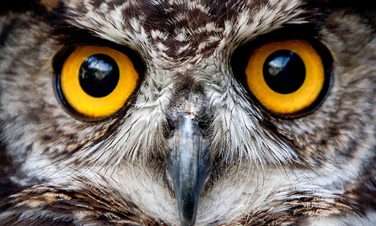 Next generation child safety checks with Oho cloud-based monitoring