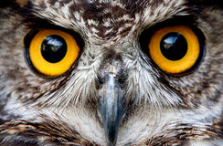 Next generation child safety checks with Oho cloud-based monitoring