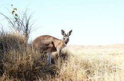 Philanthropists and scientists join forces on biodiversity