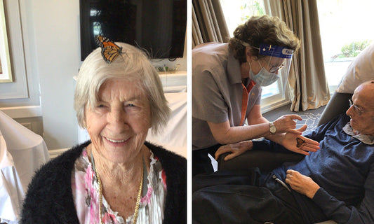 Monarchs in Melbourne bring the butterfly effect