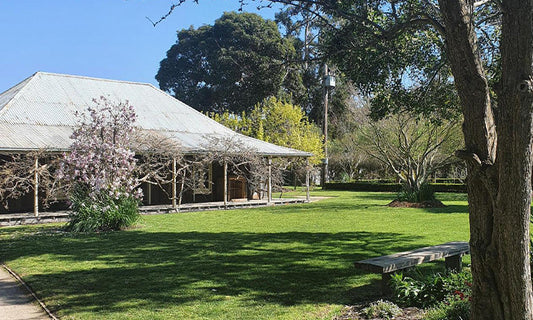 A small cottage in a neat garden with blossom trees and flat green grass.