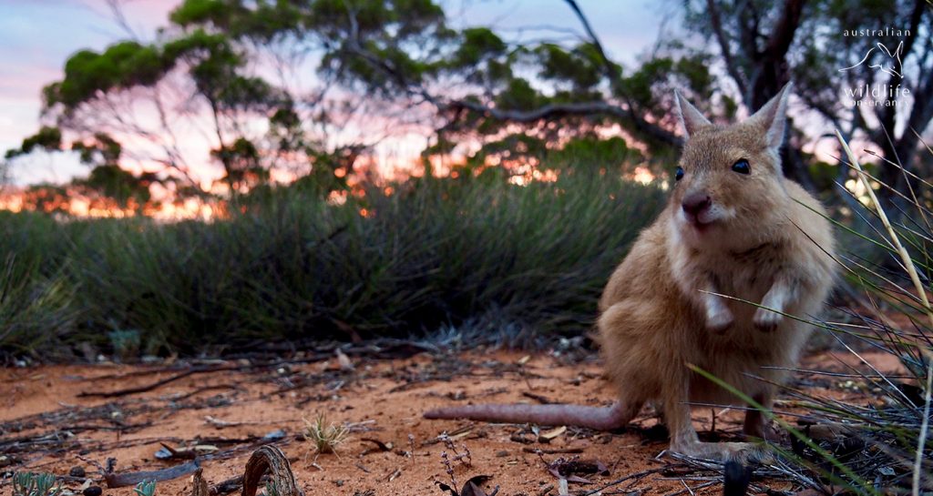 Australian Wildlife Conservancy - Pro Bono Australia