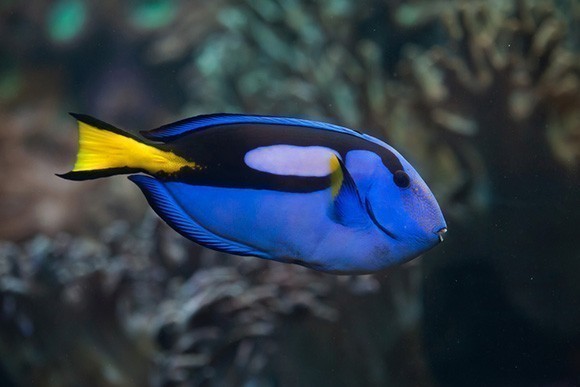 The Pacific blue tang