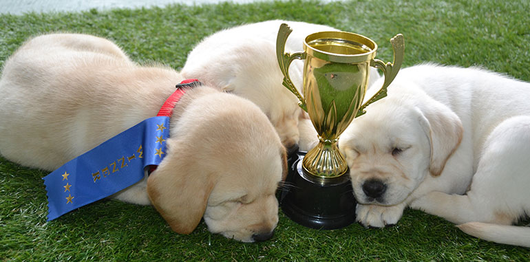 Guide dog puppies with trophy