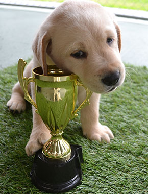 Guide Dog puppy chews trophy