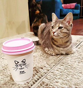 Cat with a cup