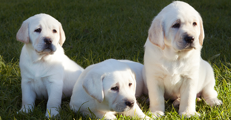 Guide Dog puppies