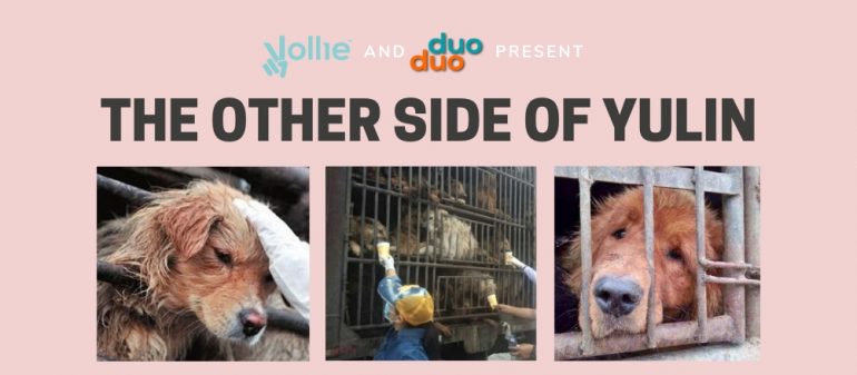 The Other Side of Yulin – An event to save a thousand dogs