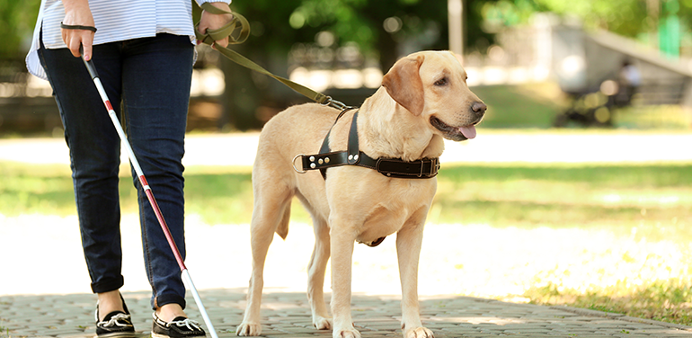 Working with guide store dogs