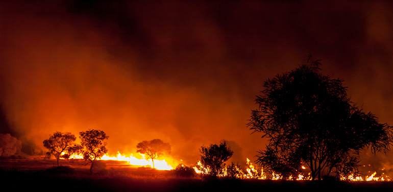 Bushfire in grassland