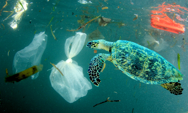Turtle swimming among plastic waste