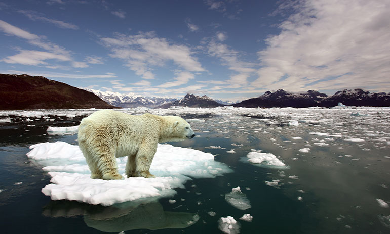 polar bear standing on melting ice surrounded by water