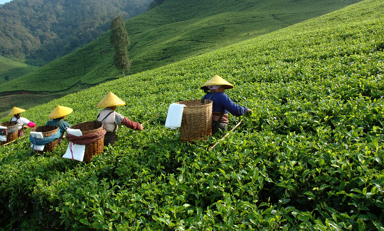 tea plantation in Indonesia