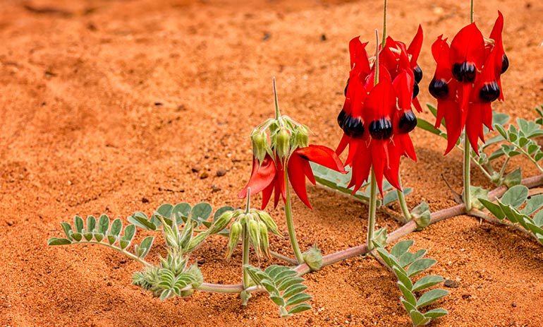 A red flower in the desert.