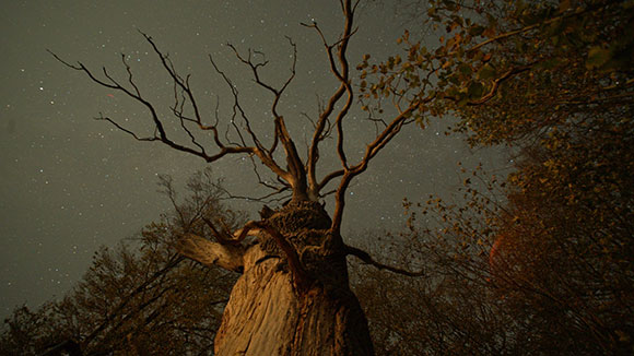 still from The Hidden Life of Trees showing a tree at night