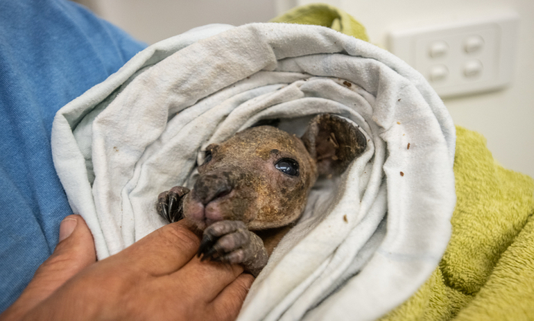 A wallaby with a severe skin condition is treated at Southern Cross Wildlife Care.
