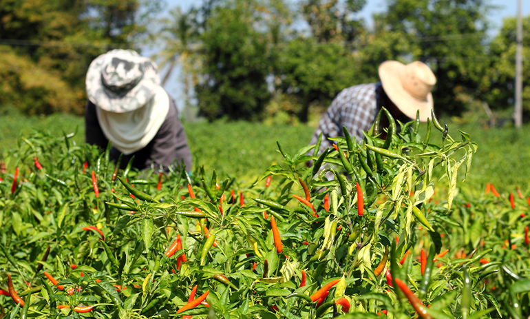 farmers picking chillies