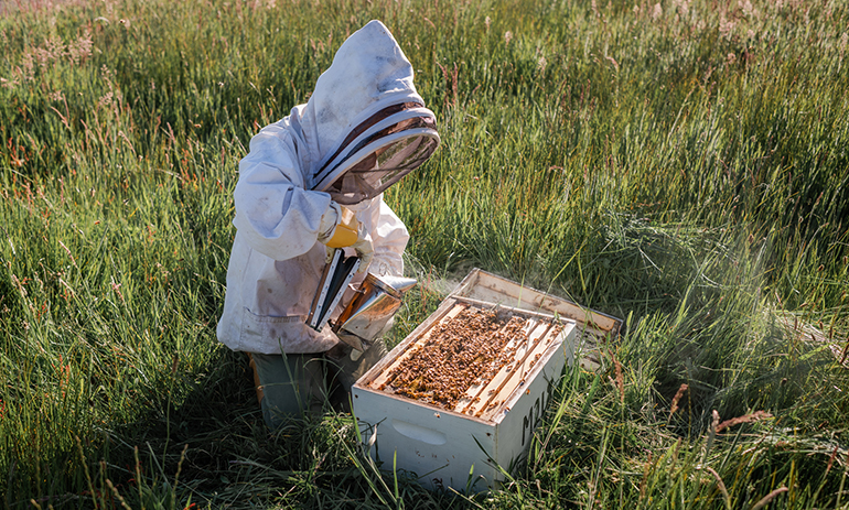 Person beekeeping collecting honey from a hive
