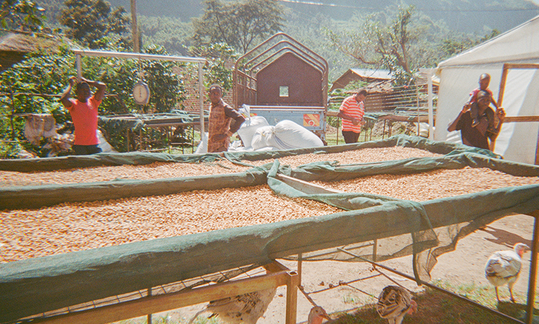 Farmers processing coffee beans