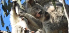 Using drones to build homes for koalas 