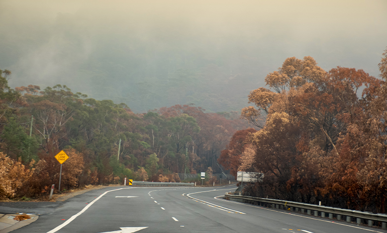 browning trees and cloudy skies in the Australian bushfires