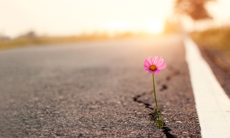 pink flower growing through a crack on a road