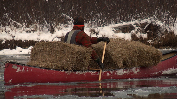 Farmer canoeing hay in winter. 