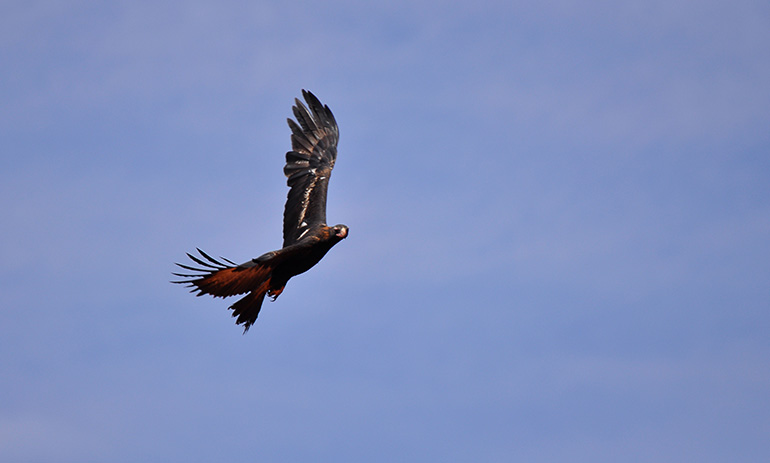 A wedge tailed eagle in flight