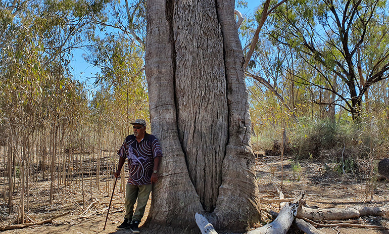 FPMMAC Chair Norman (Tinawin) Wilson with a canoe scar tree (a tree with a canoe shape cut into the bark) on Neds Corner Station