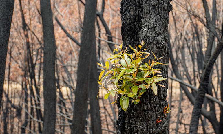 eucalyptus trees recovering after severe fire damage