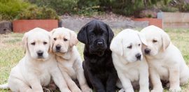 News to get your tail wagging – Guide Dogs NSW is putting a call out for Puppy Raisers!