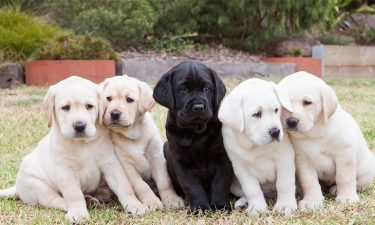 News to get your tail wagging – Guide Dogs NSW is putting a call out for Puppy Raisers!