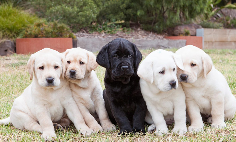 Five guide dog puppies sit together in a garden. The middle one is black and the other four on either side are white.