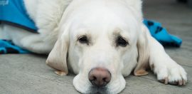 Guide Dogs Victoria CEO resigns