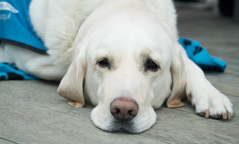A guide dog lying down