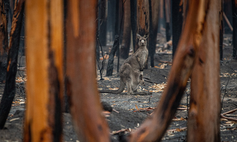 The camera is looking through burnt trees on a blackened environment. Between the tree trunks is a grey kangaroo.