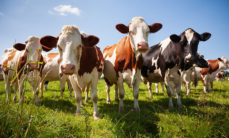 This month in ESG: legislation, lovers and livestock - PBA