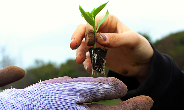 A person hands a seedling to another person wearing grey gloves. We can only see their hands.