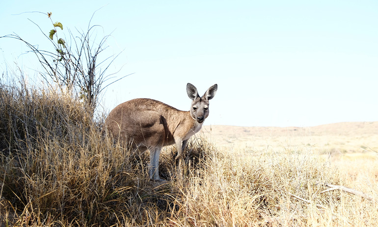 A kangaroo stands amid a grassy plain.