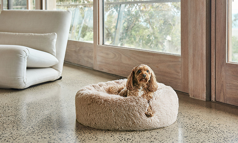 A dog with caramel coloured fur and long ears sits on a white fluffy pet bed, with a white sofa and large windows in the background.