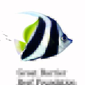 Program Manager – Resilient Reefs Initiative